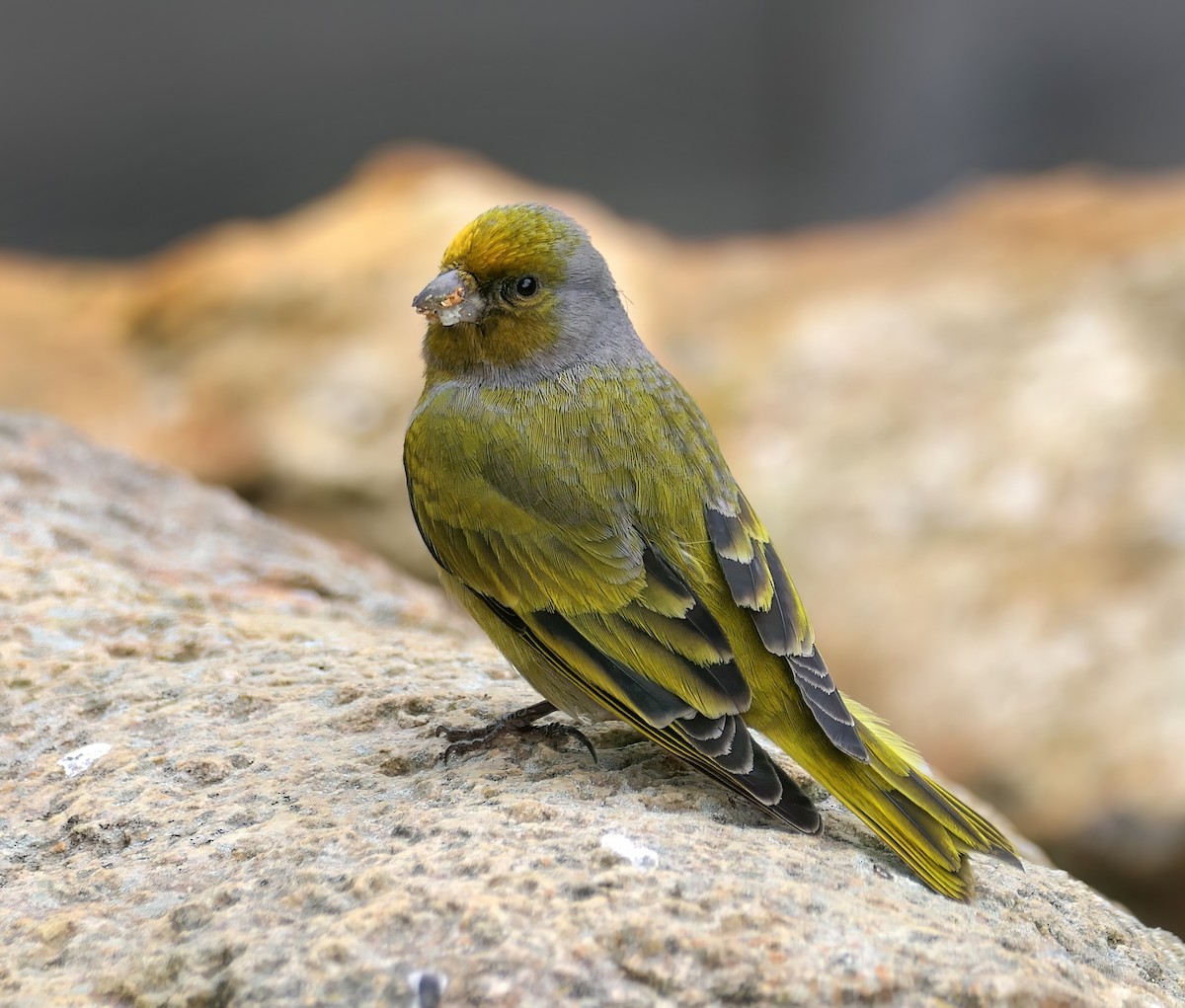 Cape Canary - Dmitrii Konov