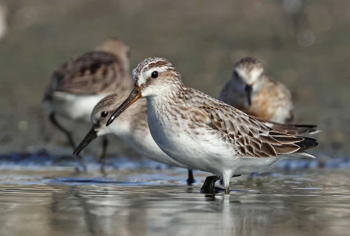 Broad-billed Sandpiper - ML609492829