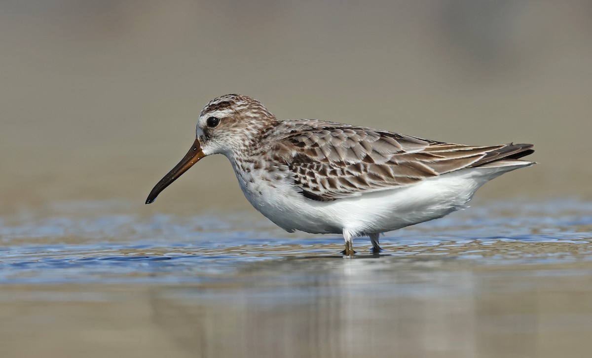 Broad-billed Sandpiper - Dave Bakewell