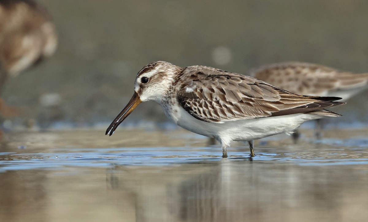 Broad-billed Sandpiper - Dave Bakewell