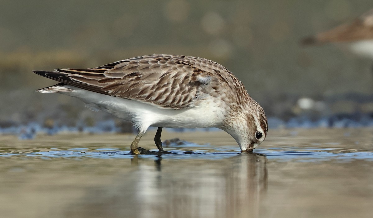 Broad-billed Sandpiper - ML609492835