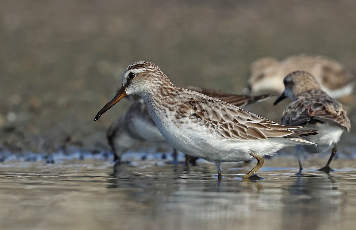 Broad-billed Sandpiper - ML609492836