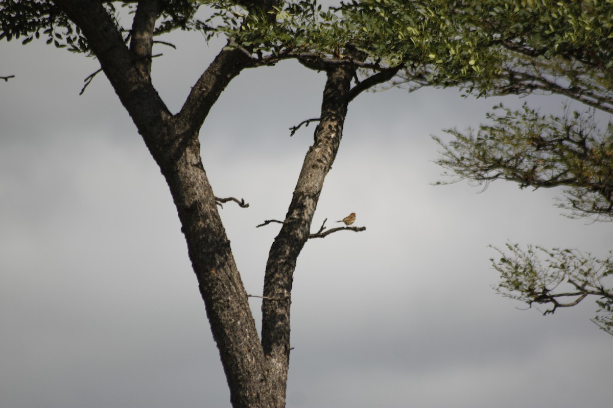 Tinkling Cisticola - ML609492934