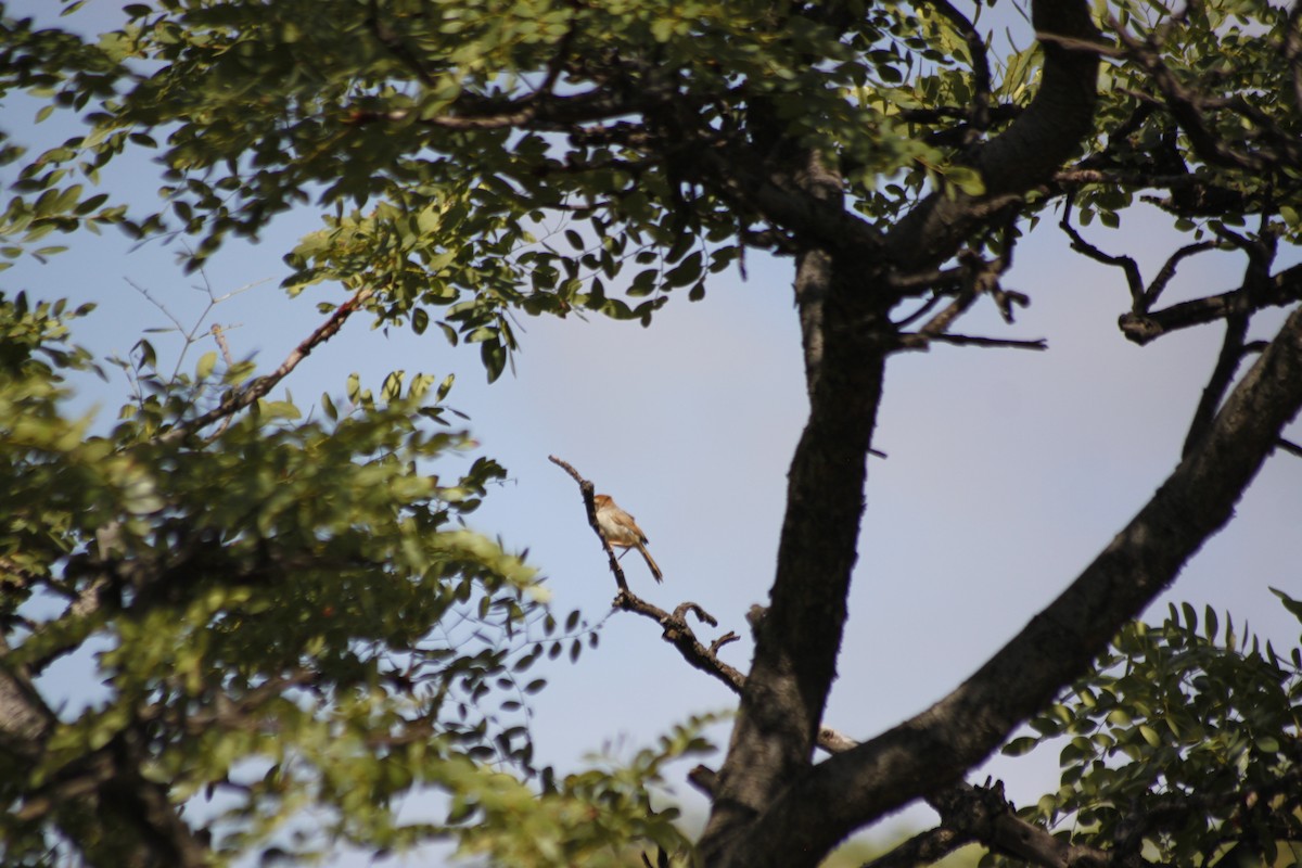 Tinkling Cisticola - Cameron Blair