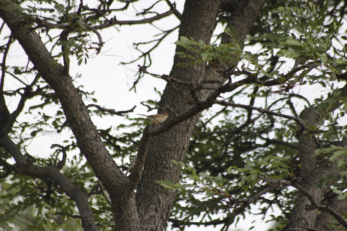 Tinkling Cisticola - ML609492941