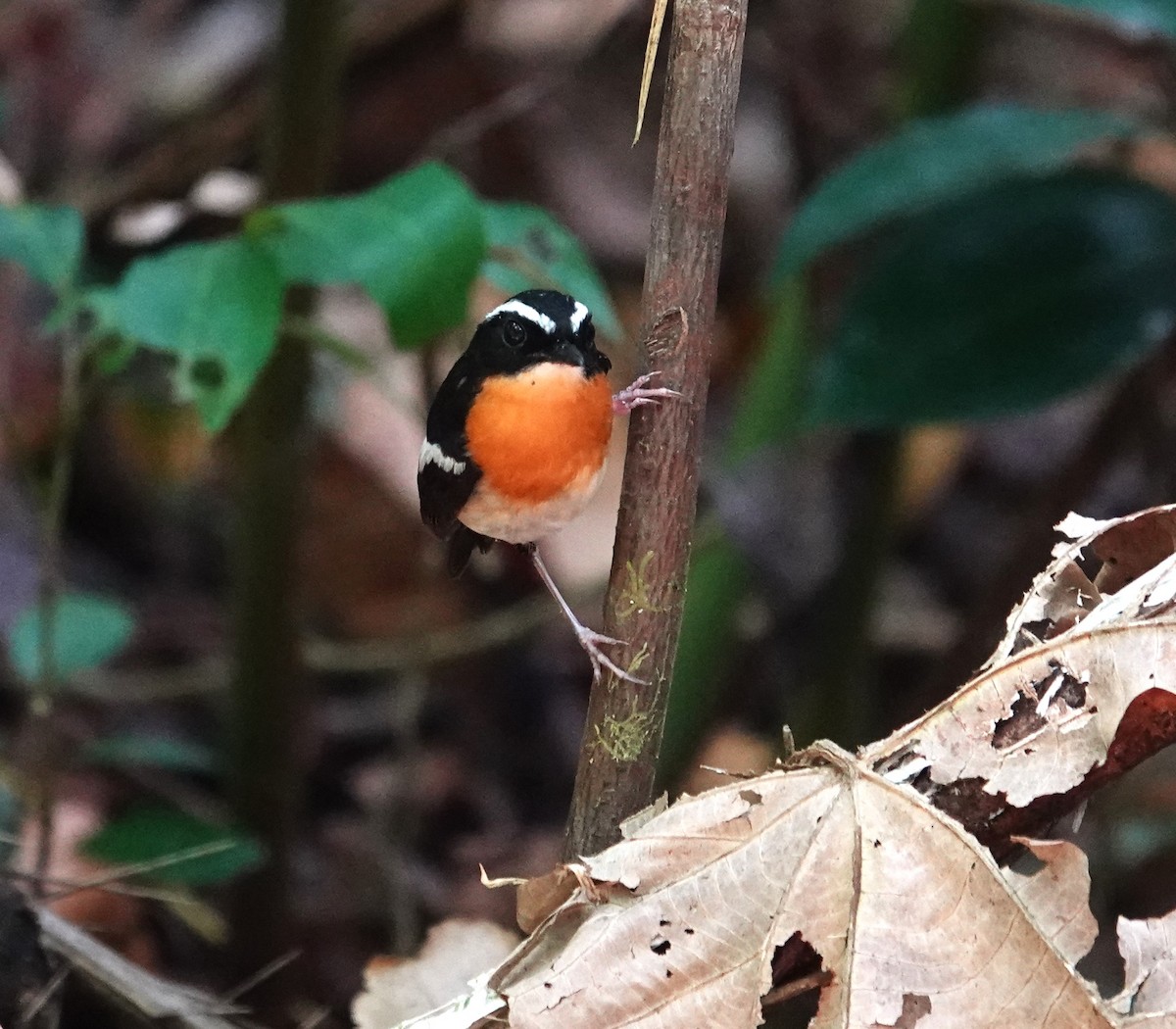 Tanimbar Flycatcher - Craig Morley