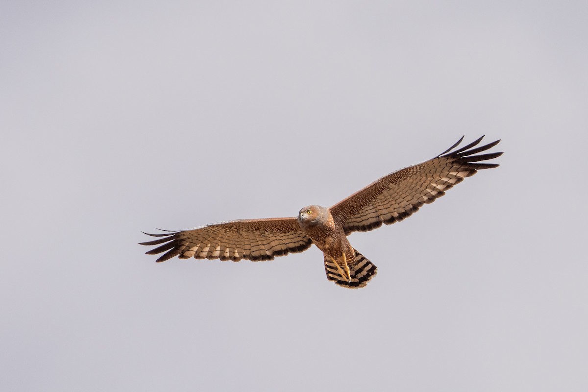 Spotted Harrier - ML609493101