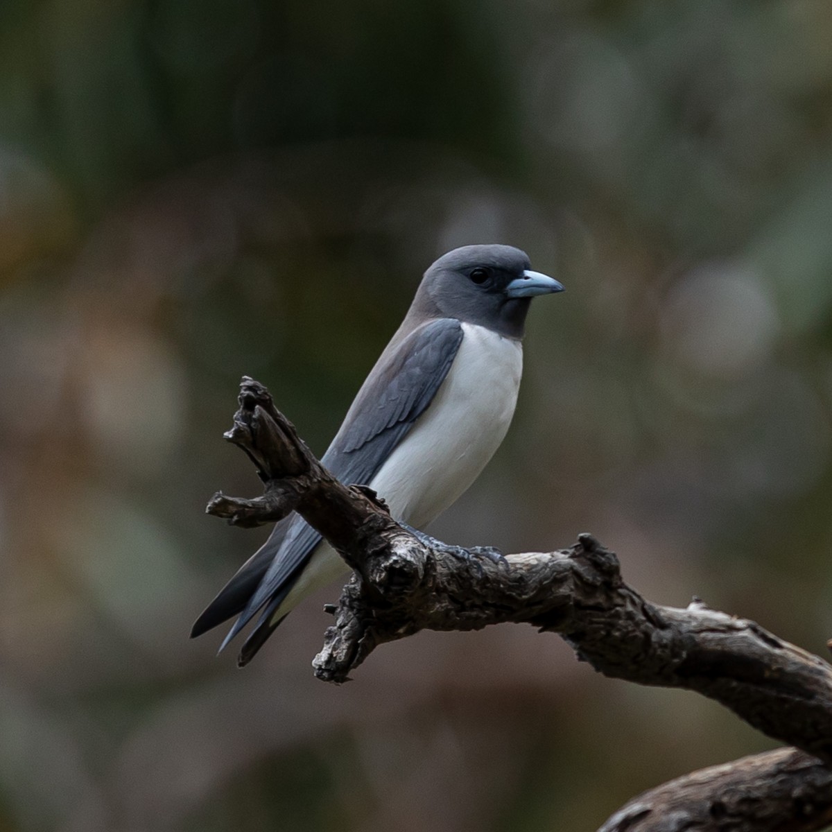 White-breasted Woodswallow - ML609493309