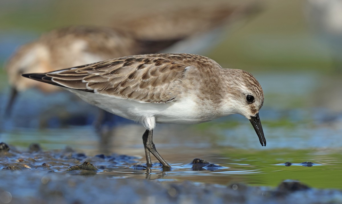 Red-necked Stint - Dave Bakewell