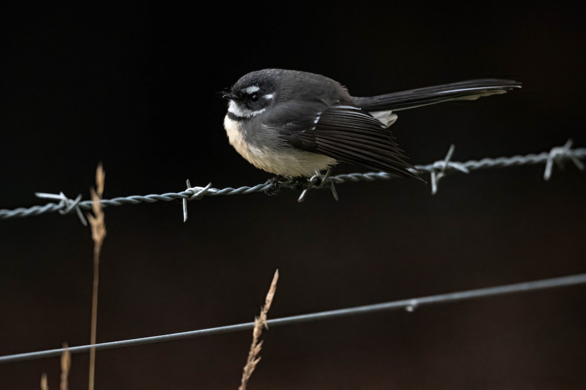 Gray Fantail - Terence Alexander