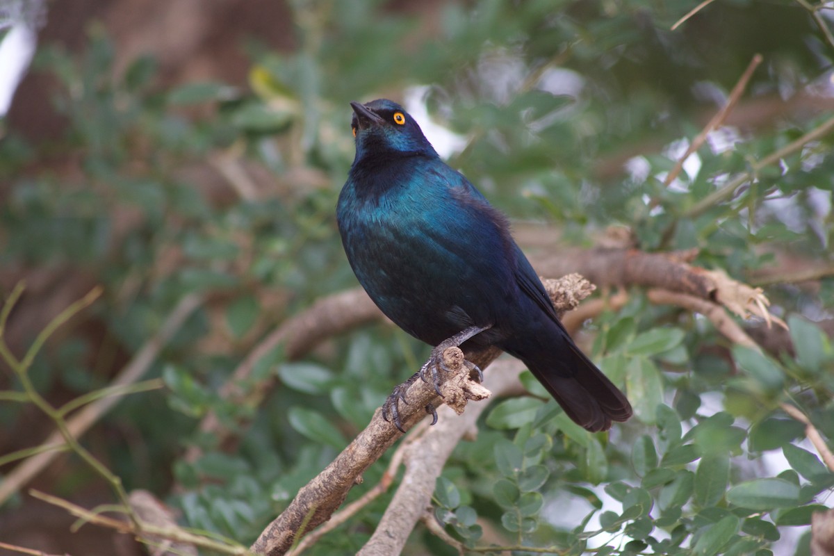 Cape Starling - ML609493462