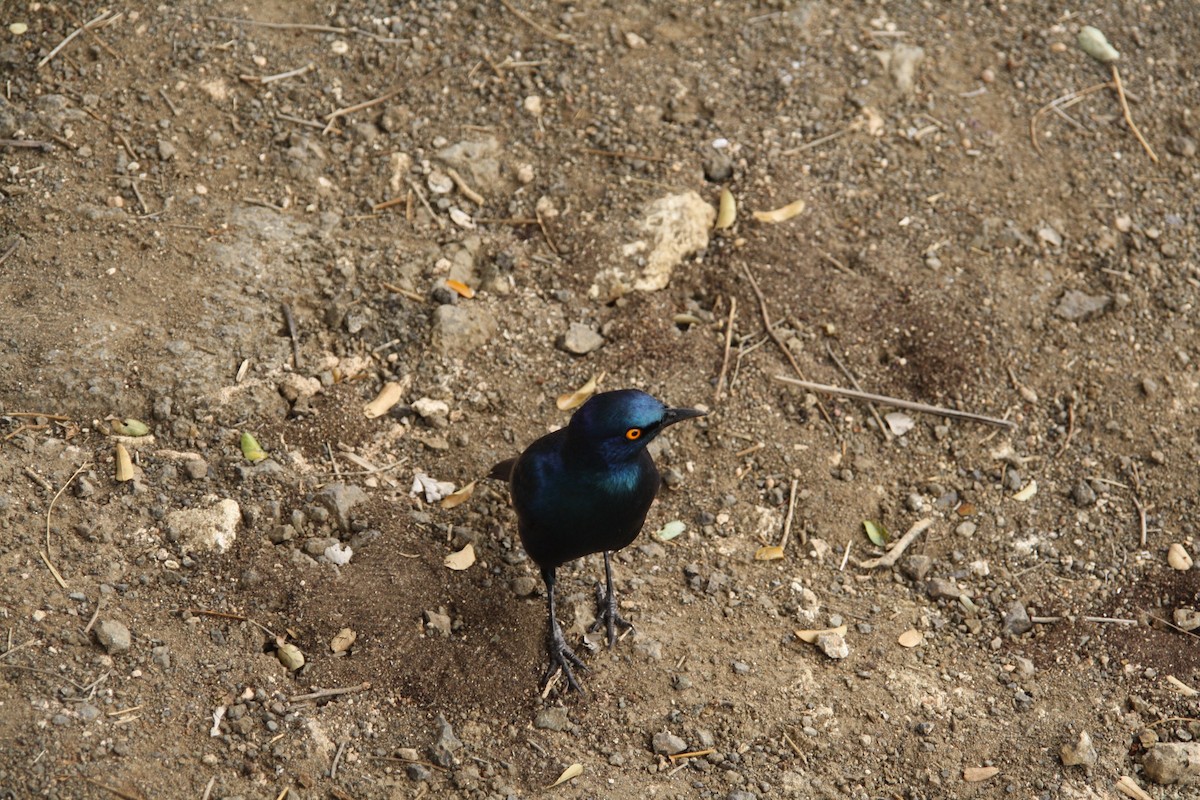 Cape Starling - Cameron Blair