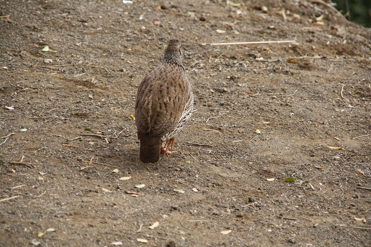 Natal Spurfowl - ML609493466