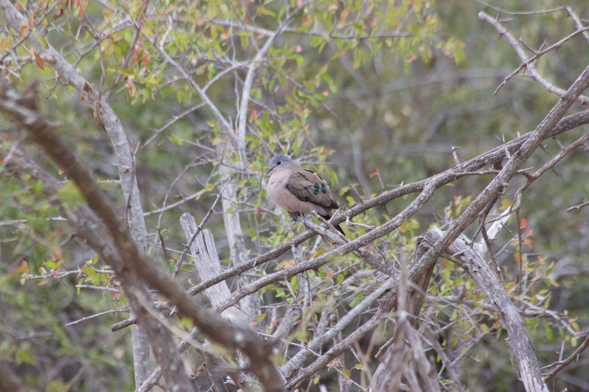 Emerald-spotted Wood-Dove - ML609493468