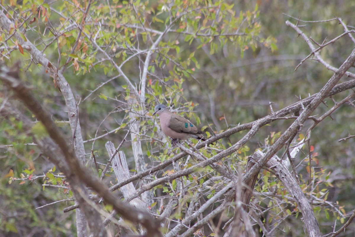 Emerald-spotted Wood-Dove - ML609493471