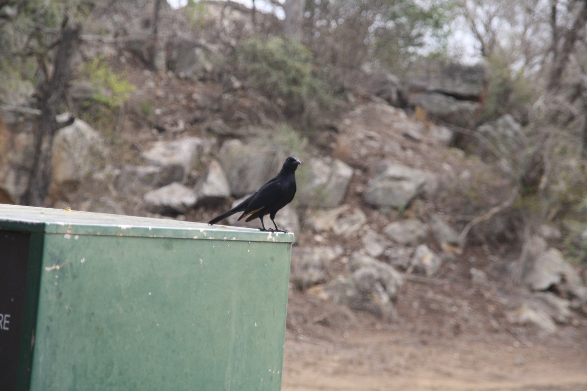 Red-winged Starling - ML609493479