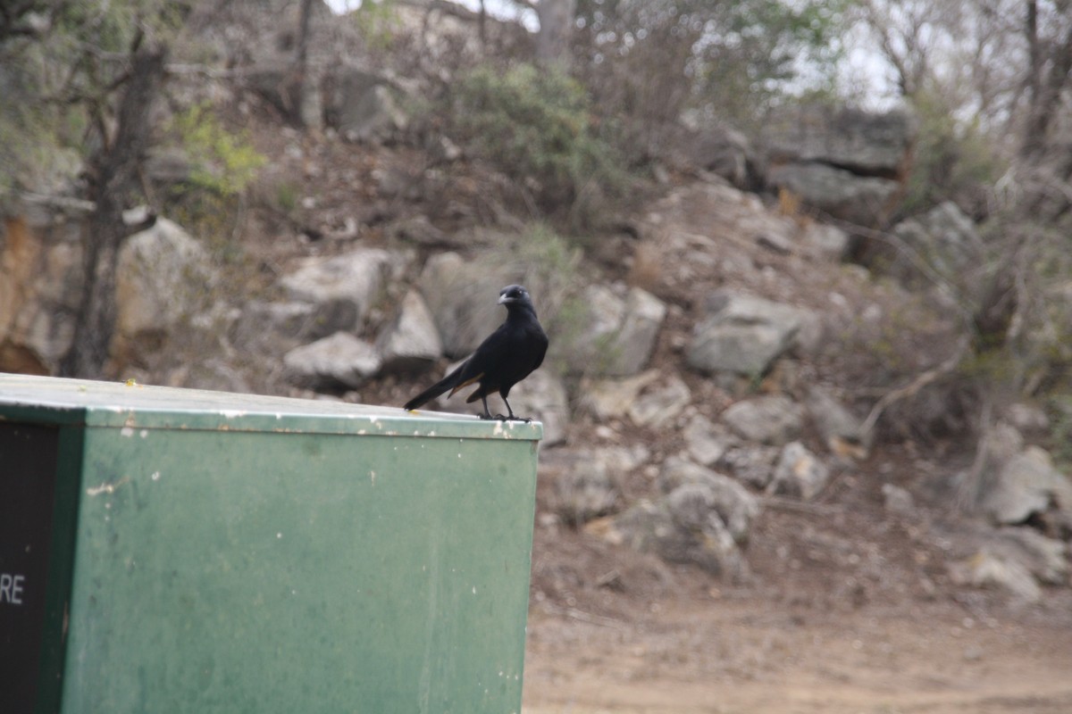 Red-winged Starling - ML609493480