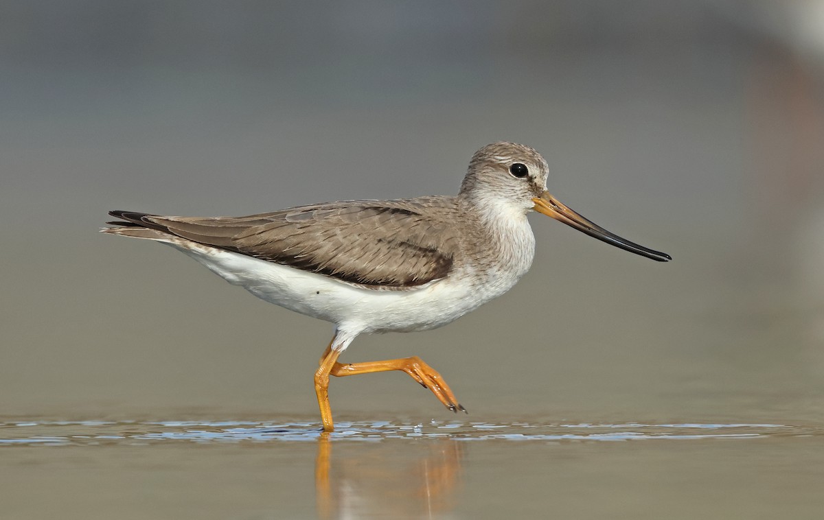 Terek Sandpiper - Dave Bakewell