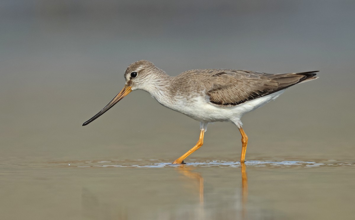 Terek Sandpiper - ML609493557