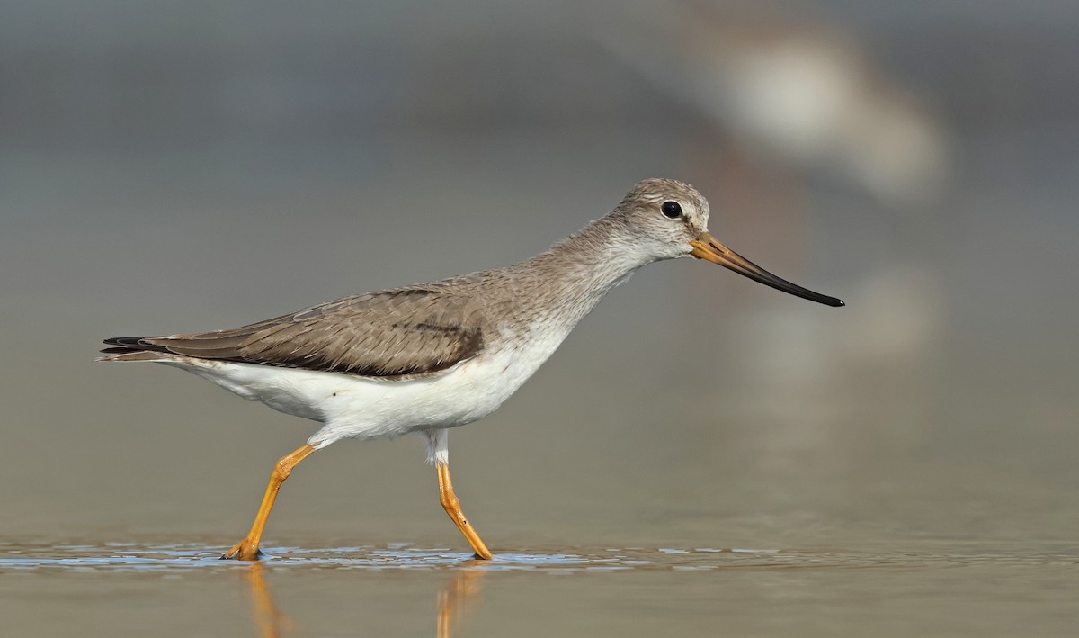 Terek Sandpiper - Dave Bakewell