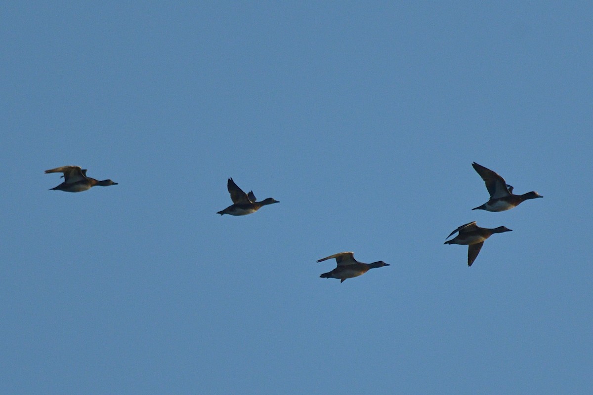 American Wigeon - Wayne Grubert