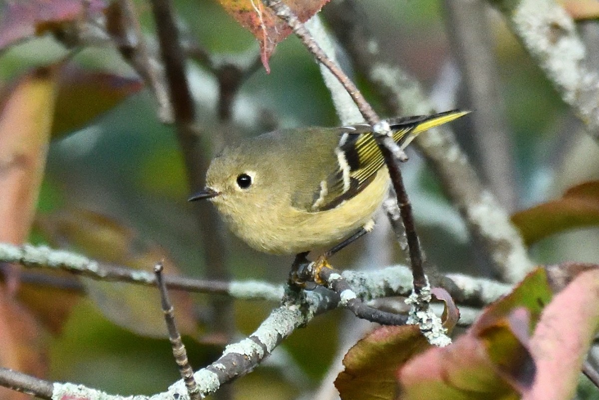 Ruby-crowned Kinglet - ML609493624