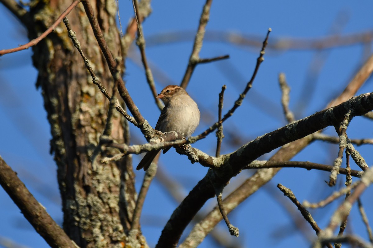 Chipping Sparrow - Wayne Grubert