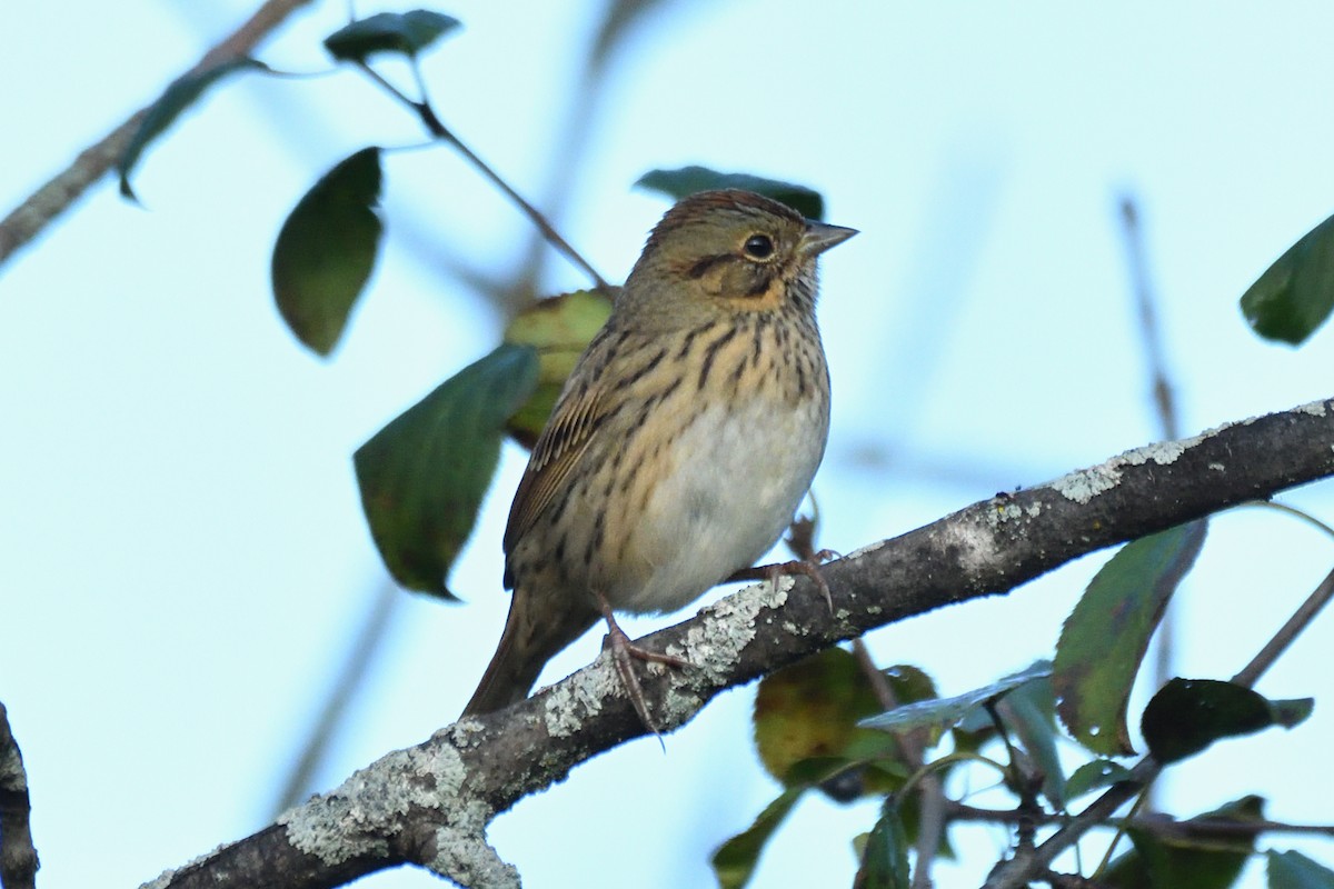 Lincoln's Sparrow - ML609493639