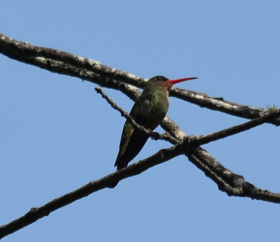 Gilded Hummingbird - ML609493682