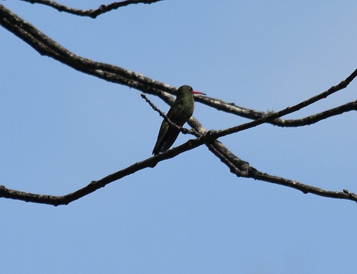 Gilded Hummingbird - andres ebel