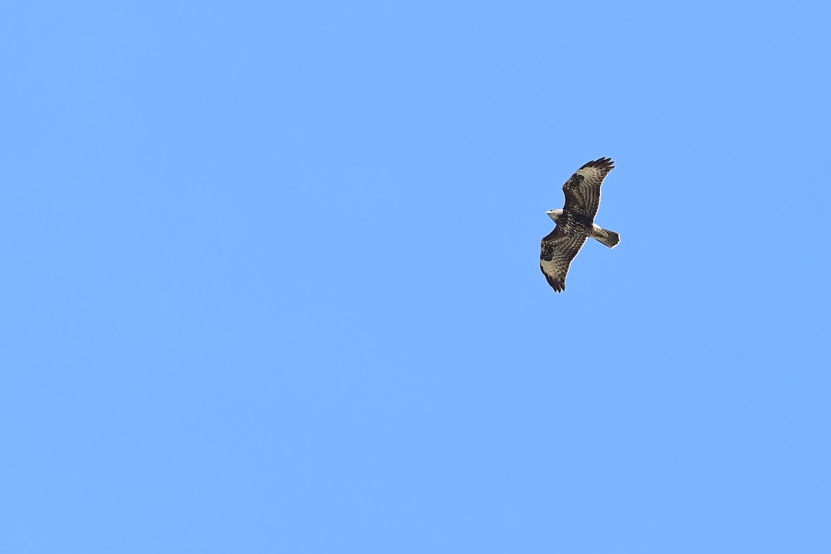 Common Buzzard - ML609493732