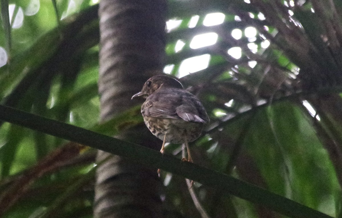 Song Thrush - Max Weatherall