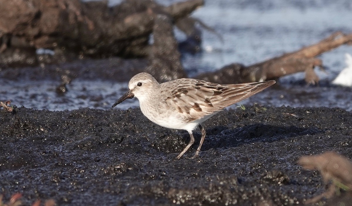 White-rumped Sandpiper - ML609493789