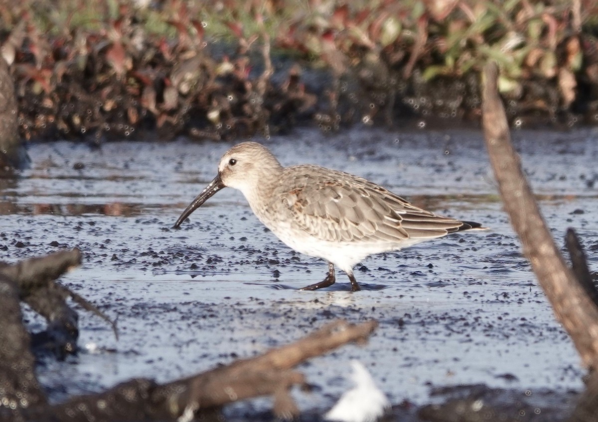 Dunlin - Mike Cadman