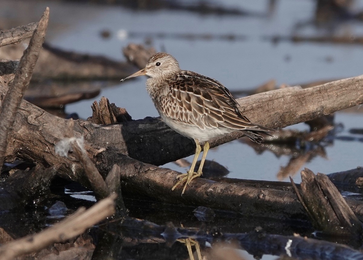 Graubrust-Strandläufer - ML609493804