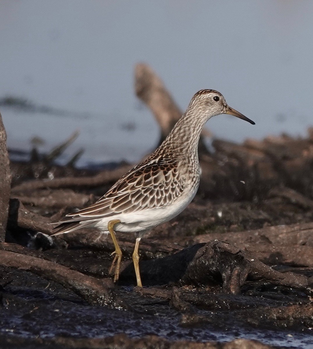 Graubrust-Strandläufer - ML609493809