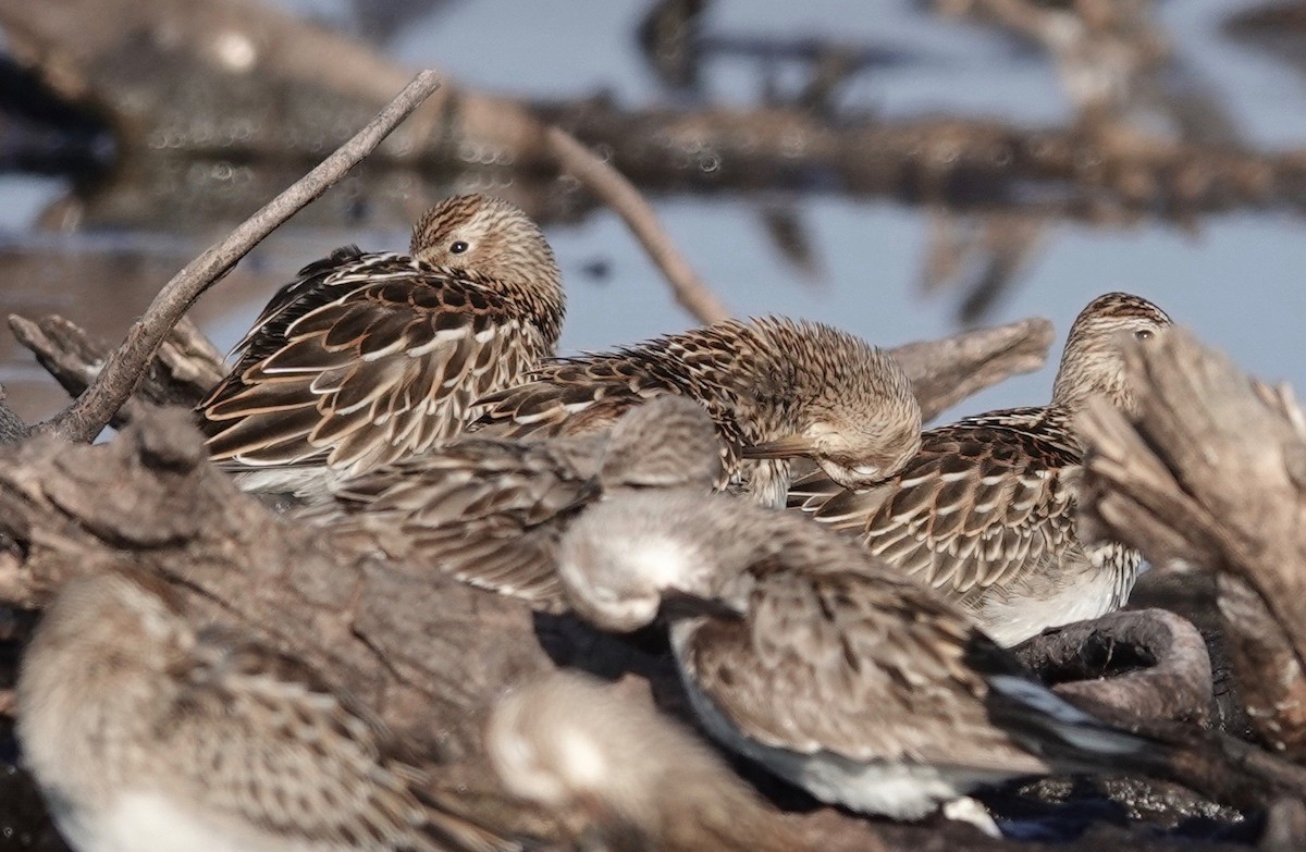 Pectoral Sandpiper - ML609493811