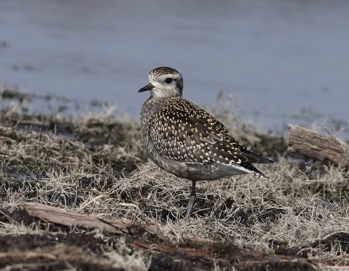 American Golden-Plover - ML609493840