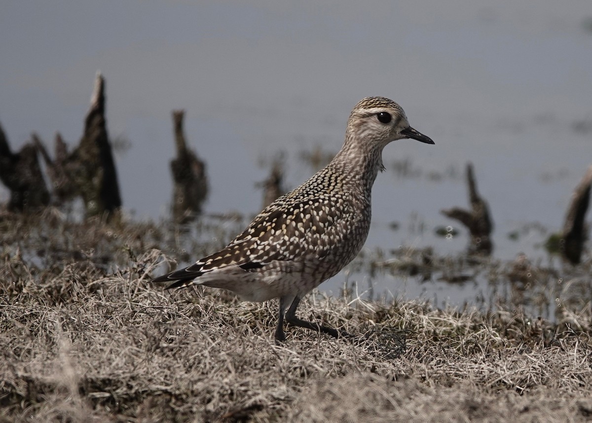 American Golden-Plover - ML609493842