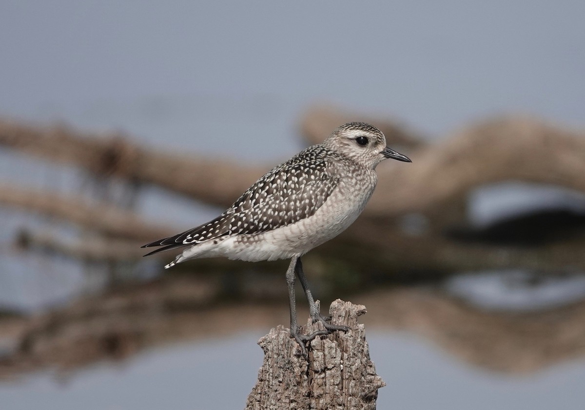 American Golden-Plover - ML609493844