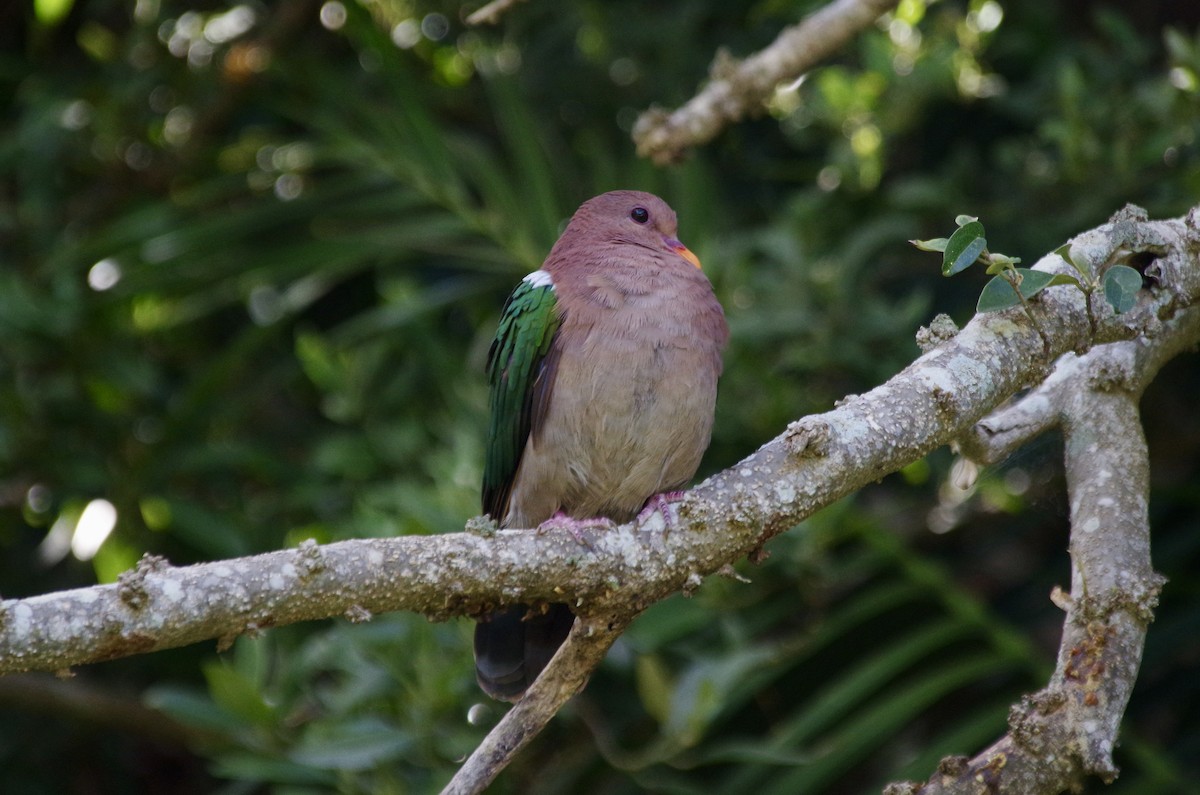 Pacific Emerald Dove - ML609493901