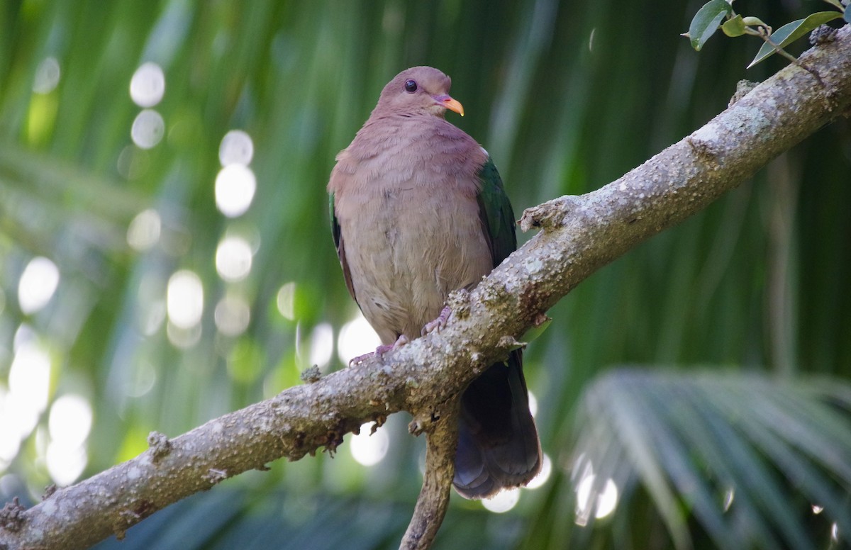 Pacific Emerald Dove - ML609493902