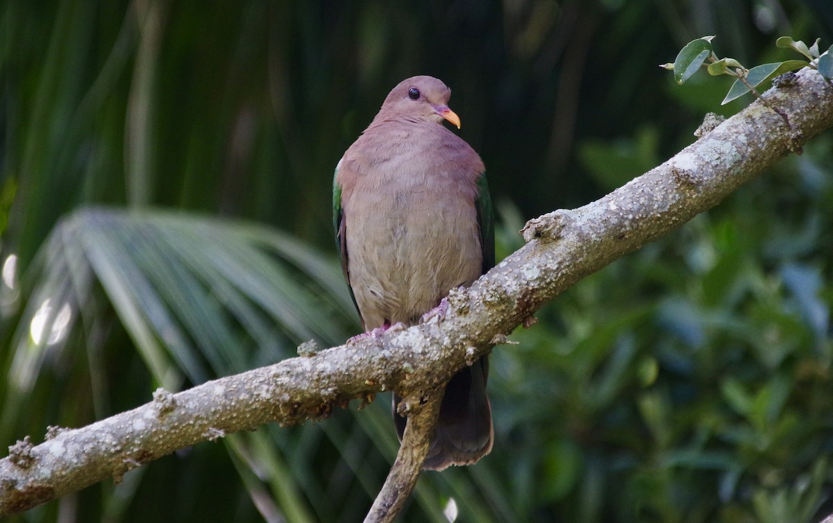 Pacific Emerald Dove - ML609493903