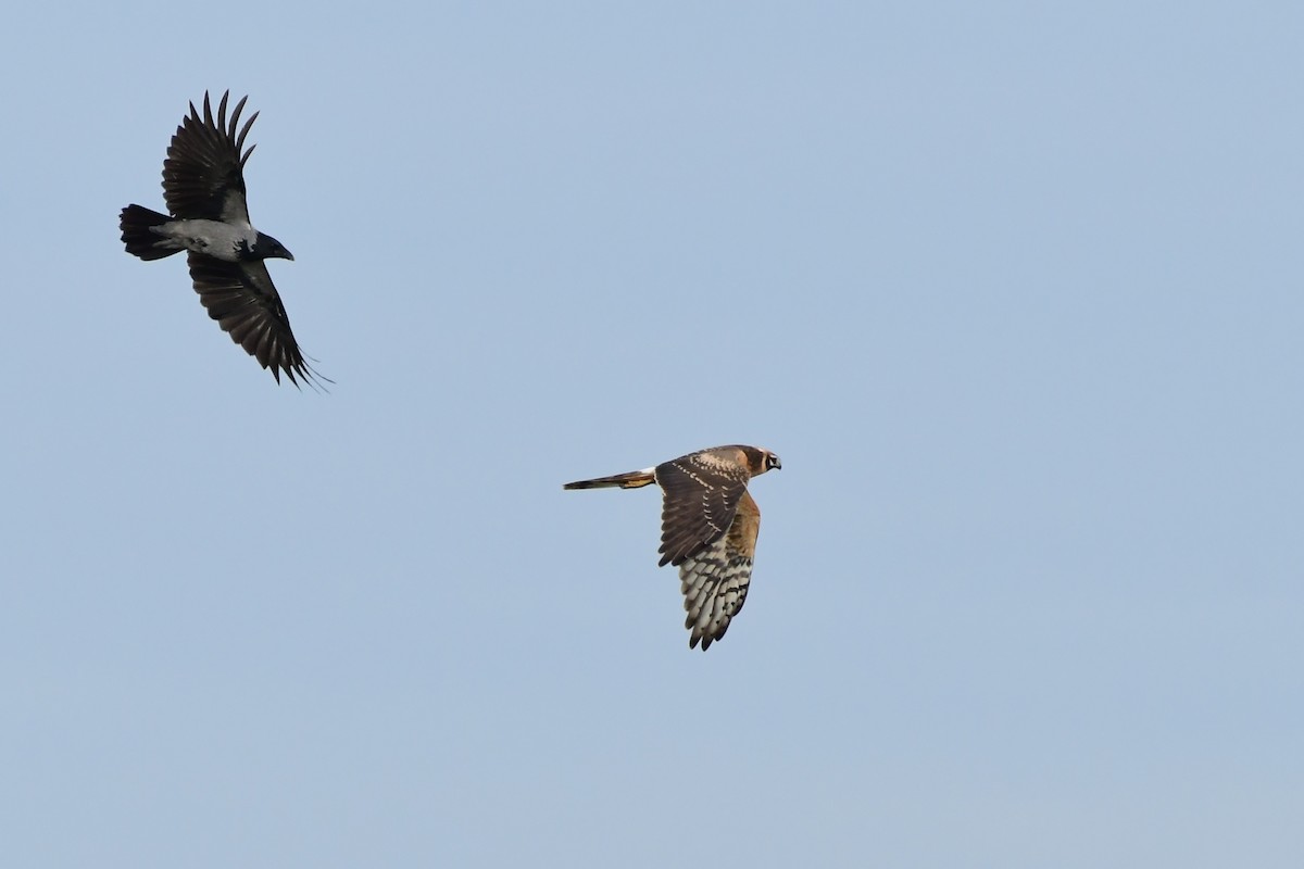 Pallid Harrier - ML609493998