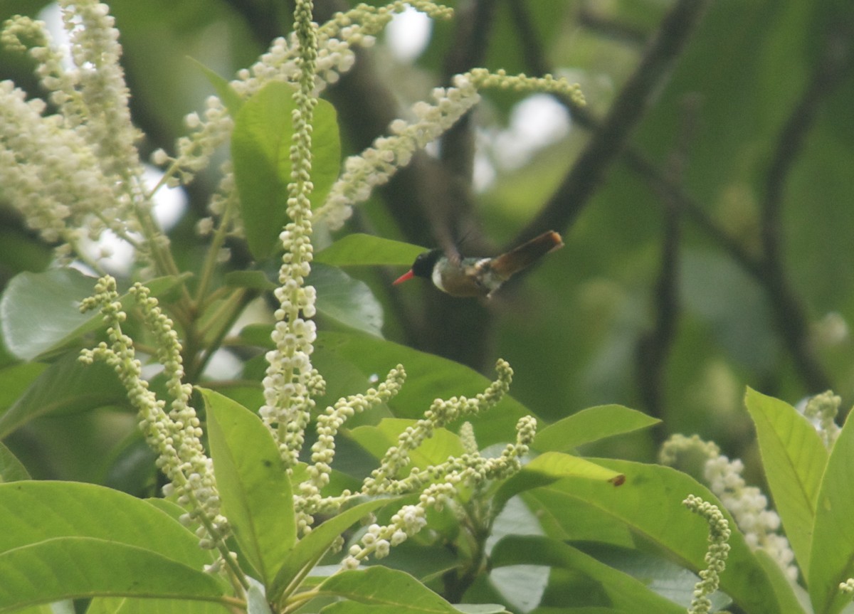 White-crested Coquette - ML60949401