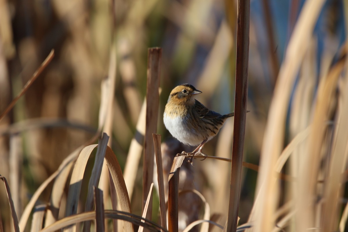 Nelson's Sparrow - ML609494087