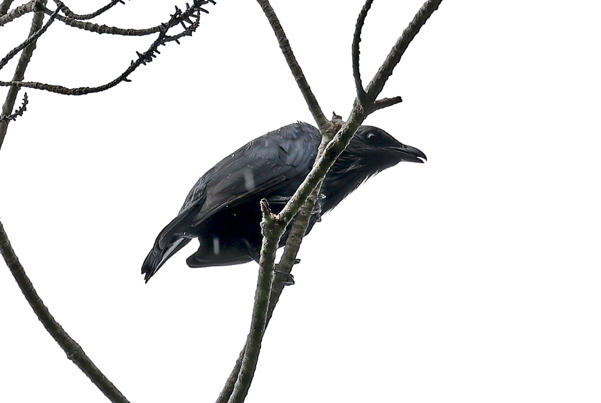 Brown-winged Starling - ML609494131