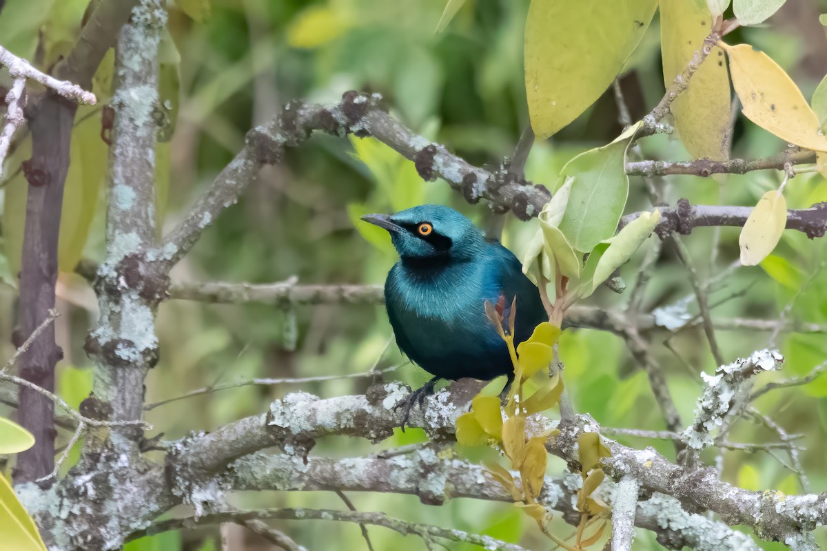 Lesser Blue-eared Starling - ML609494143