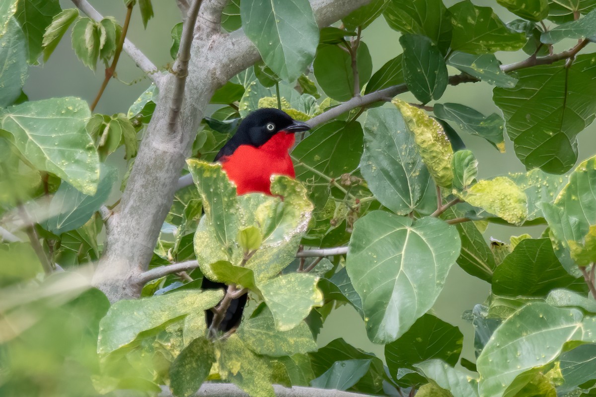 Black-headed Gonolek - Giuseppe Citino