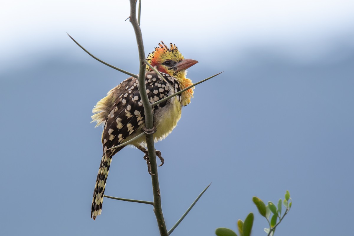 Red-and-yellow Barbet - ML609494200